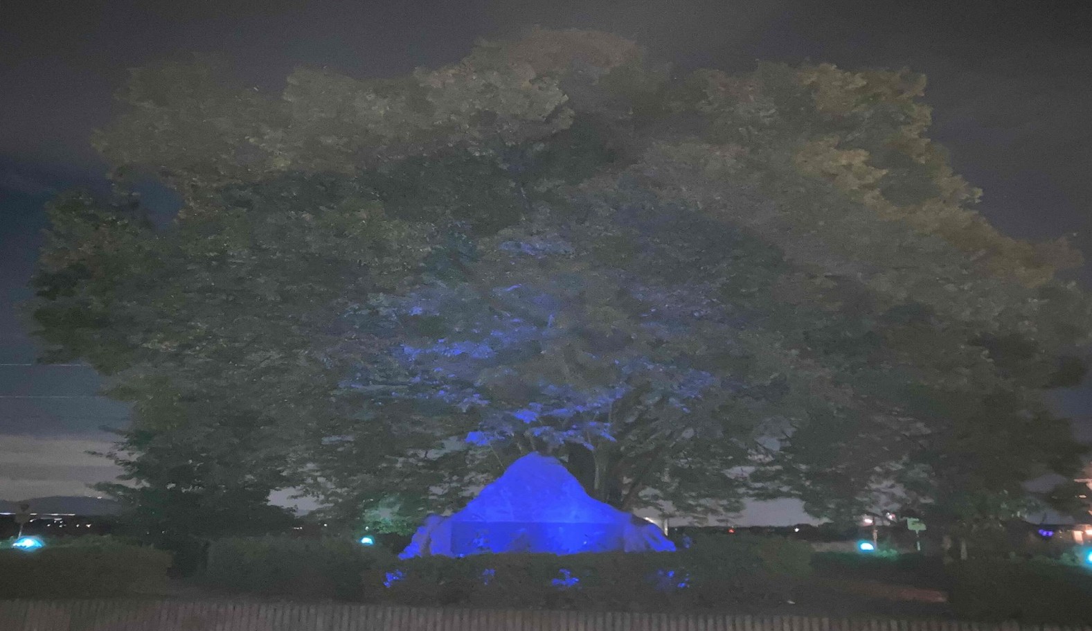令和６年度ライトアップ風景3